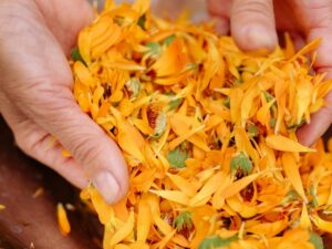 Calendula