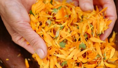 Calendula