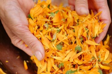 Calendula